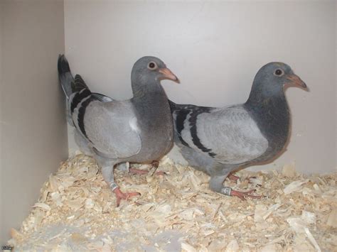 Two Grandchildren of Super Sonic Mike X Dark Secret