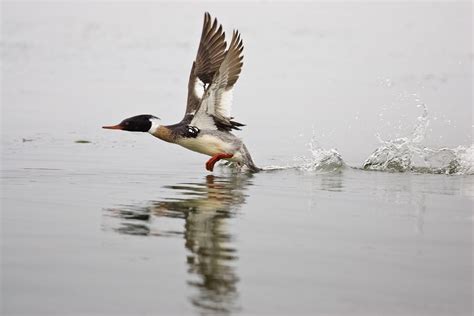 Red-breasted Merganser | Audubon Field Guide