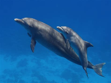 Mama Dolphins Sing Their Name to Babies in the Womb | AquaNerd