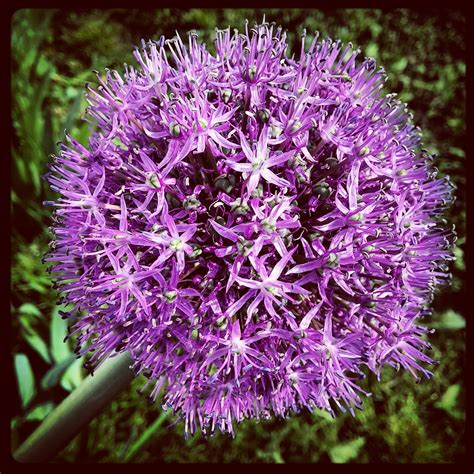 Лук виноградный — Одерихино