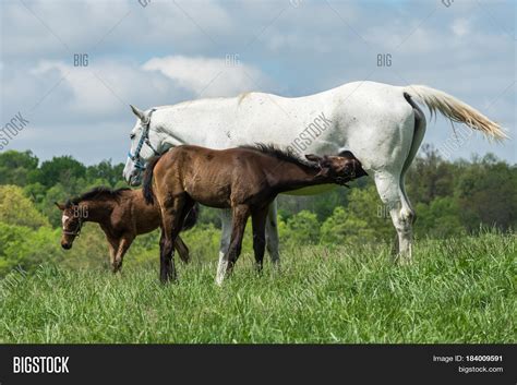 Thoroughbred Horse Image & Photo (Free Trial) | Bigstock