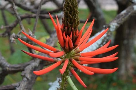 Mulungu O Que é Benefícios E Como Usar Cura Natural