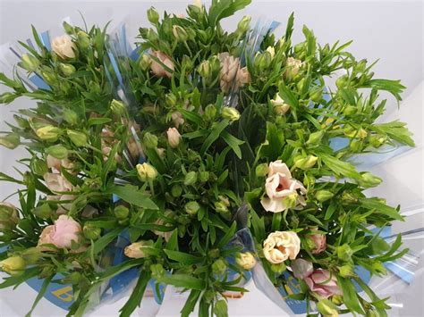 Ranunculus Butterfly™ Melissa®