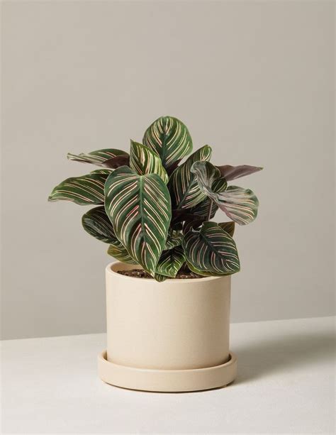 Calathea Ornata - Beautiful Indoor Plant