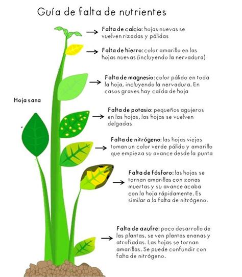 Guía rápida para la identificación de falta de nutrientes en las plantas