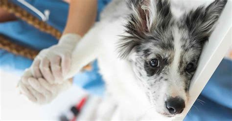 how to treat dog wound