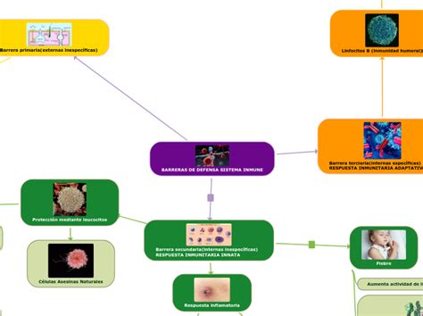 BARRERAS DE DEFENSA SISTEMA INMUNE Mind Map