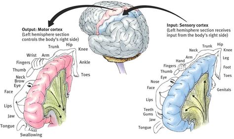 Input: Sensory cortex Output: Motor cortex | Motor cortex, Neuroscience ...