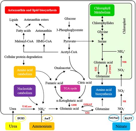 Schematic Diagram Of Nitrogen Metabolic Pathways Related To Astaxanthin