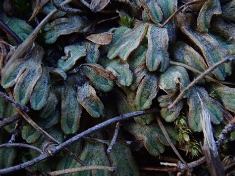 Whitbarrow Trip Bryophyte Report 18 February 2024 Cumbria Lichens And