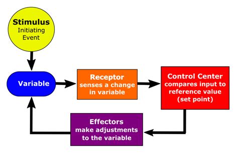 Homeostasis And The Human Body Human Biology