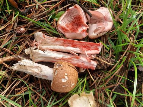 Agaricus Langei The Ultimate Mushroom Guide