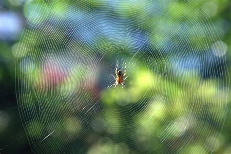 Chuva De Aranhas Assusta Moradores Em Minas Gerais V Deo