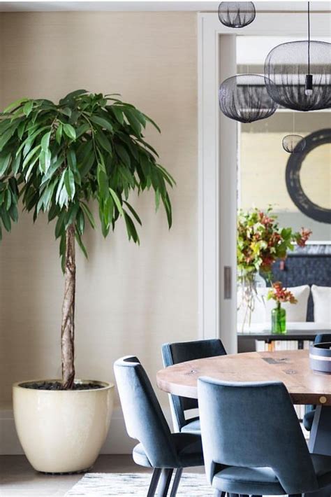 15 Of The Best Indoor Trees To Add Leafy Accents To Your Home Artofit