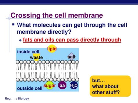 Ppt Cell Membranes And Movement Across Them Powerpoint Presentation Id 171605