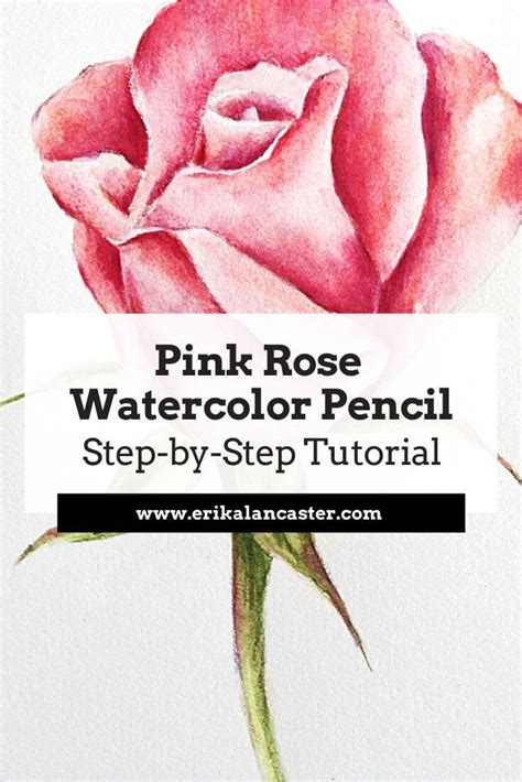 Watercolor Pencil Tutorial Realistic Rose - Erika Lancaster- Artist ...