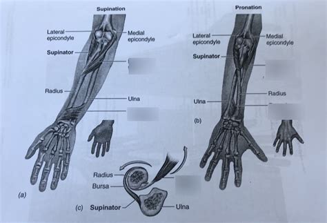 Actions Of Supinator And Pronator Muscles Diagram Quizlet