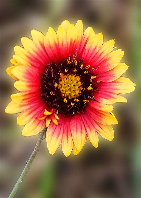 Indian Blanket Indian Blankets Gaillardia Pulchella Foug Flickr