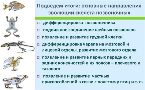 Практическая работа № 5. «Сравнение строения скелетов позвоночных ...