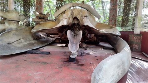 Year Old Skeleton Of Whale Found In Private Farm In Kasaragod The