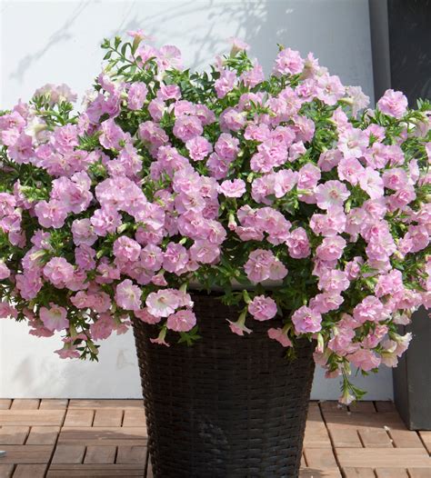 Petunia ’Sweet Sunshine Light Pink’ 3 kpl – Puutarha.com