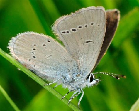 Meet The Small Blue Butterfly - Butterflyhobbyist