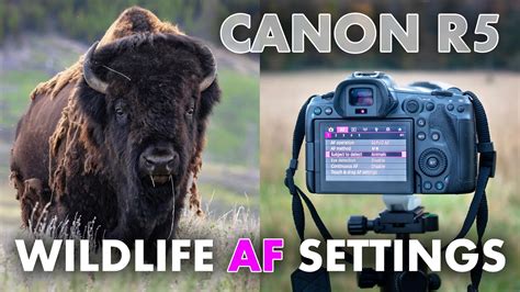 The Best Autofocus Settings On Canon Eos R For Wildlife Photography