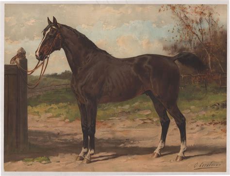 Paardenrassen Otto Eerelman De Geschiedenisbibliotheek Van Groningen