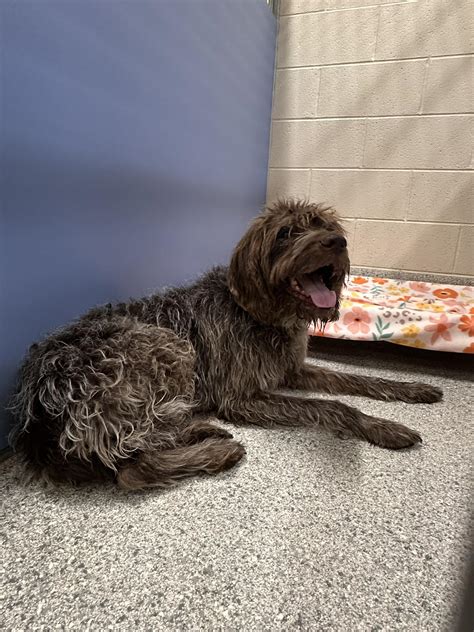 Lost and Found Pets in Porter County Indiana