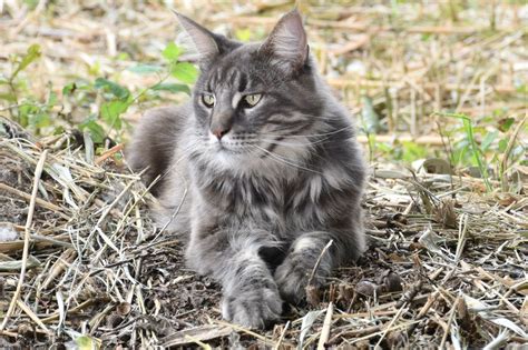 Blue Maine Coon Cat: Info, Pictures, Facts & History - Catster