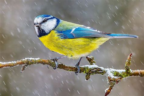 Czech Republic Photographer Petr Muláček Captures Incredible Bird ...