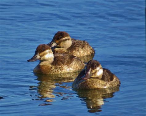 Ruddy Ducks Catching A Little Sun | Focusing on Wildlife