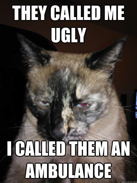 The Best 19 Funny Ugly Cat Memes - vitrinastpics