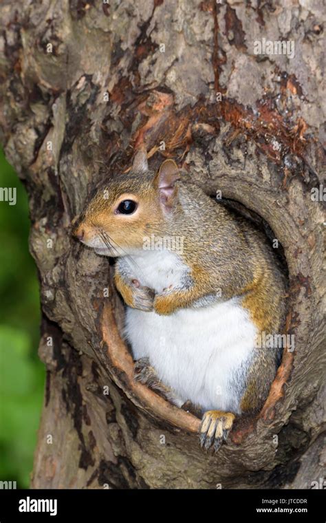 Squirrel Tree Hole Stock Photos & Squirrel Tree Hole Stock Images - Alamy