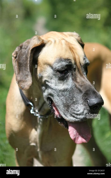 Old Great Dane Stock Photo Alamy