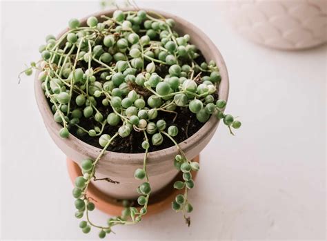 9 Tiny Plants For Cute Indoor Gardens