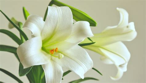 Flores Que Simbolizam Recomeço - 14 Flores que significam recomeço para você conhecer