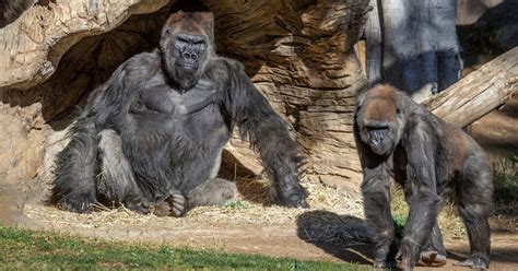 Gorillas At Zoo In San Diego Test Positive For Coronavirus The New