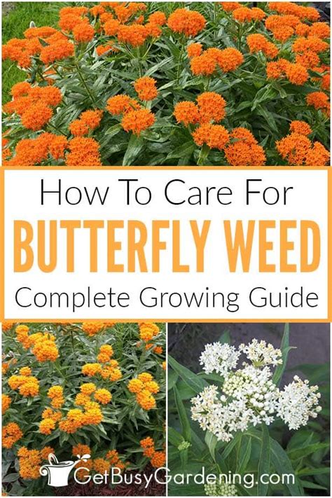 Butterfly Weed Care Guide How To Grow Asclepias Tuberosa Get Busy