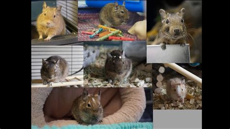 Iintroducing My Degus Youtube