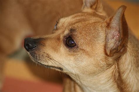 El significado detrás de tu perro acompañándote al baño SEO mascotas