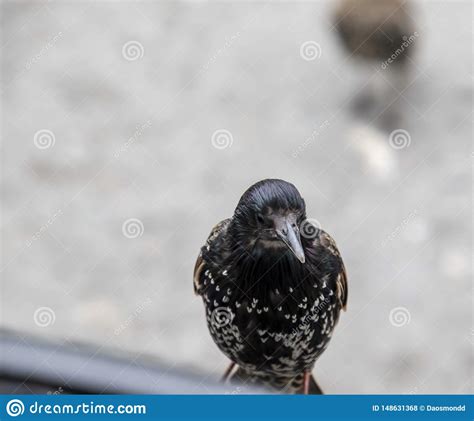 Un Primer De Un P Jaro Con Las Marcas En Forma De Coraz N Blancas Foto