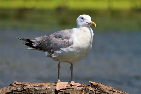 Gaviota Características Alimentación Hábitat Reproducción