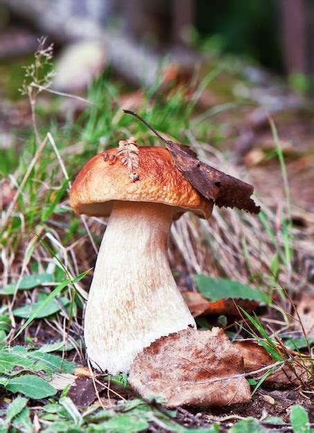 Premium Photo Small Porcini Mushroom Grow In Nature Royal Cep