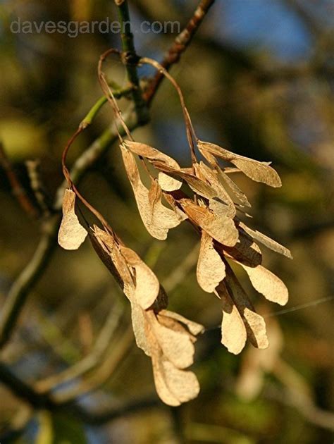 Plantfiles Pictures Boxelder Box Elder Maple Manitoba Maple Acer Negundo By Jeff Beck