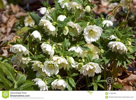 White Hellebores Flowers In The Forest Stock Photo Image Of Neat