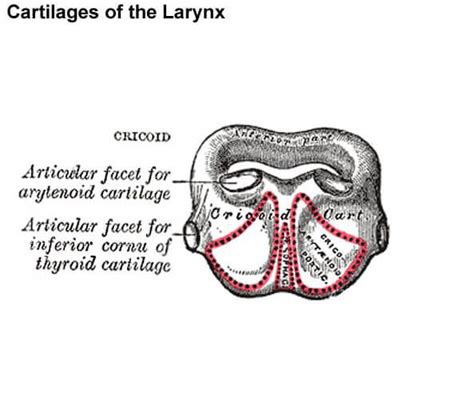 Cricoid Cartilage - Definition, Location, Function, Problems in 2021 | Cartilage, Hyaline ...