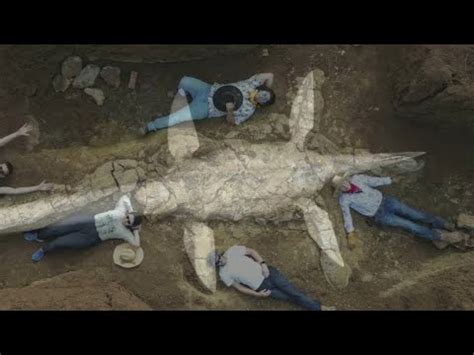 Fully Intact Elasmosaurus Fossil reveals Prehistoric Mystery