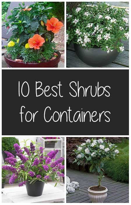 Best Shrubs For Containers Diy Created Potted Plants Outdoor