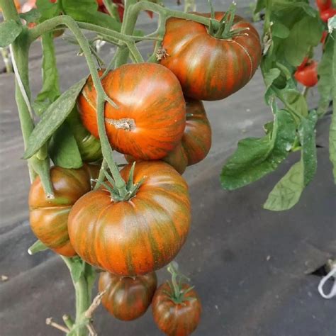 Агрофирма "Сибирский Сад" (Новосибирск) 2024 | ВКонтакте